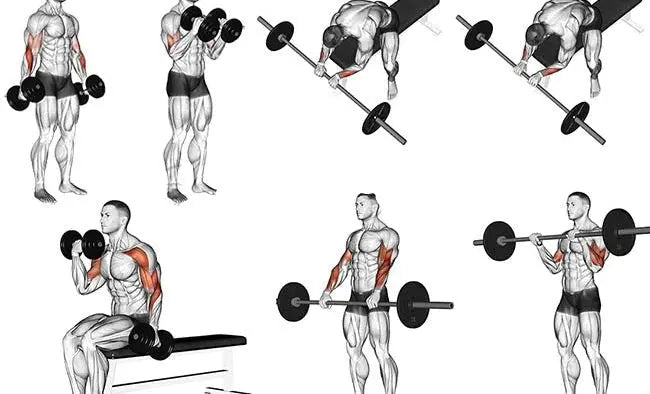 Complete Workout for Muscle Mass Gain_Vivareflex_Online